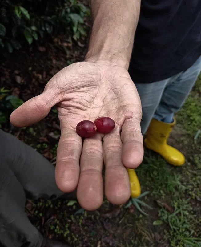 MANOS DE CAFRE EN GRANO 1 e1675474762147