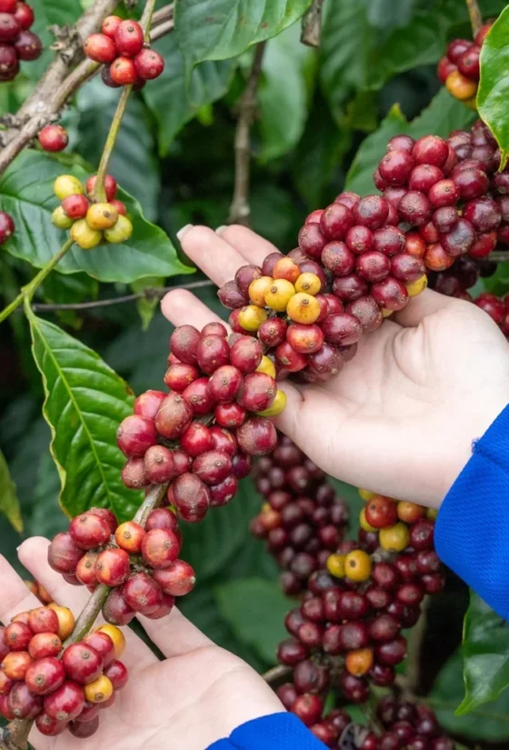 Cerezas de café en una planta de cafeto